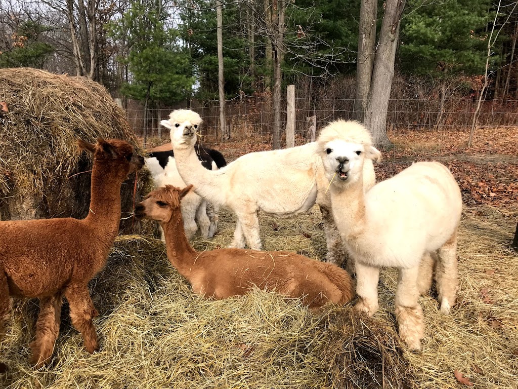 On The Brink Alpacas | 2540 Rosedene Rd, Saint Anns, ON L0R 1Y0, Canada | Phone: (289) 441-1157