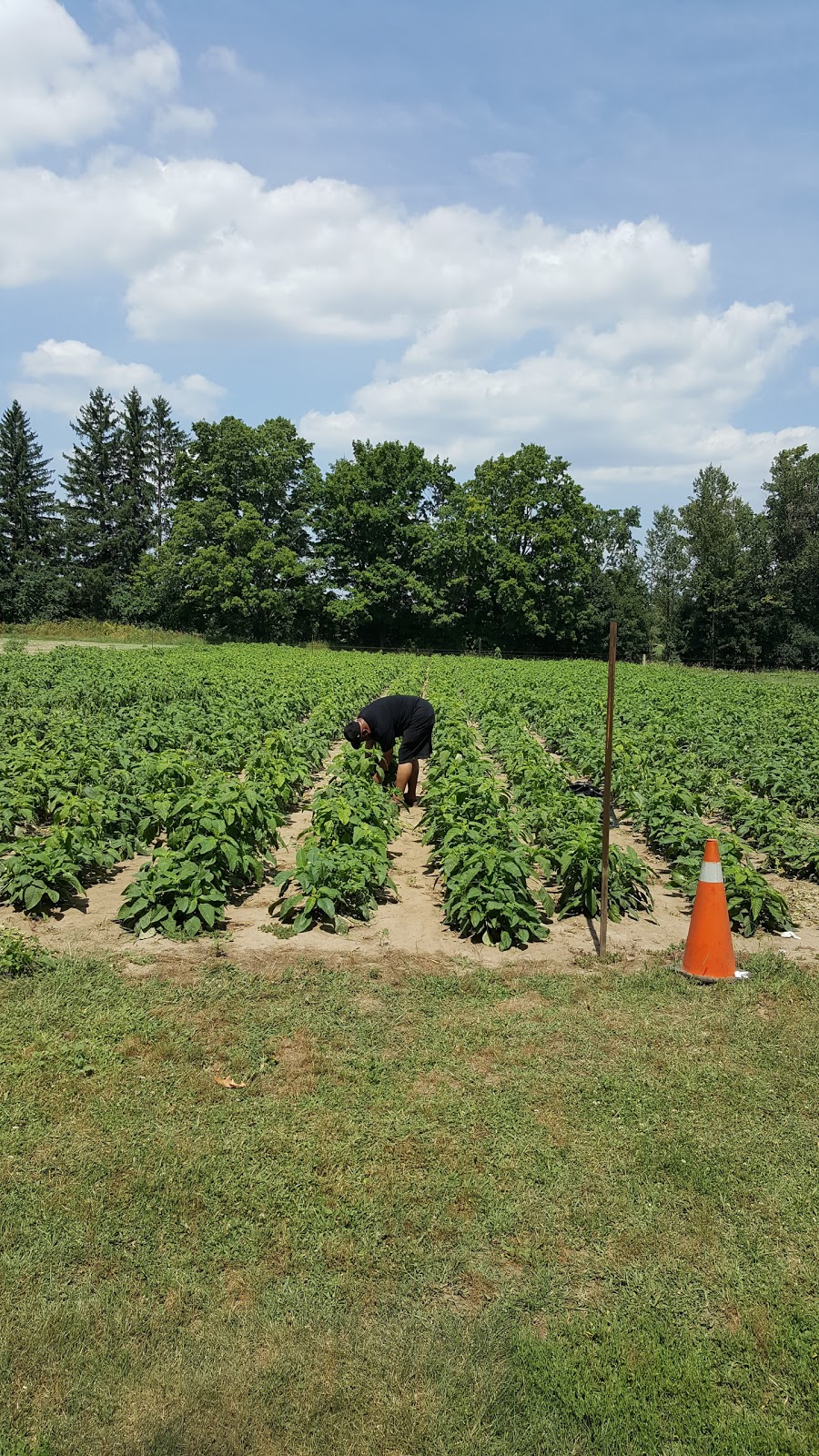 Farintosh Farms | 11858 Warden Ave, Whitchurch-Stouffville, ON L4A 2K1, Canada | Phone: (905) 887-5727