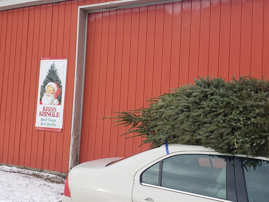 Casemore christmas tree farm | Morris-Turnberry, ON N0G 2W0, Canada | Phone: (519) 450-8242