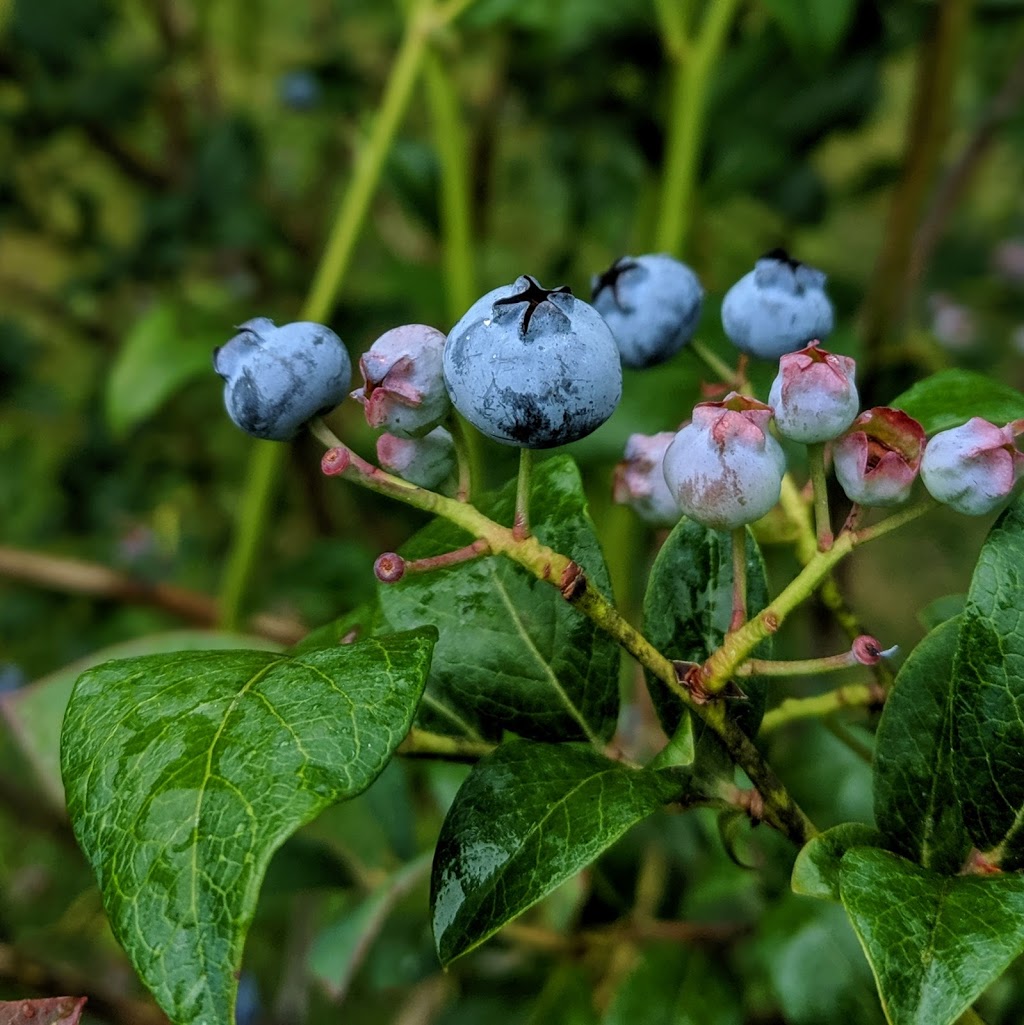 Wellers Blueberry Farm | 26097 84 Ave, Langley City, BC V1M 3N4, Canada | Phone: (604) 856-6817