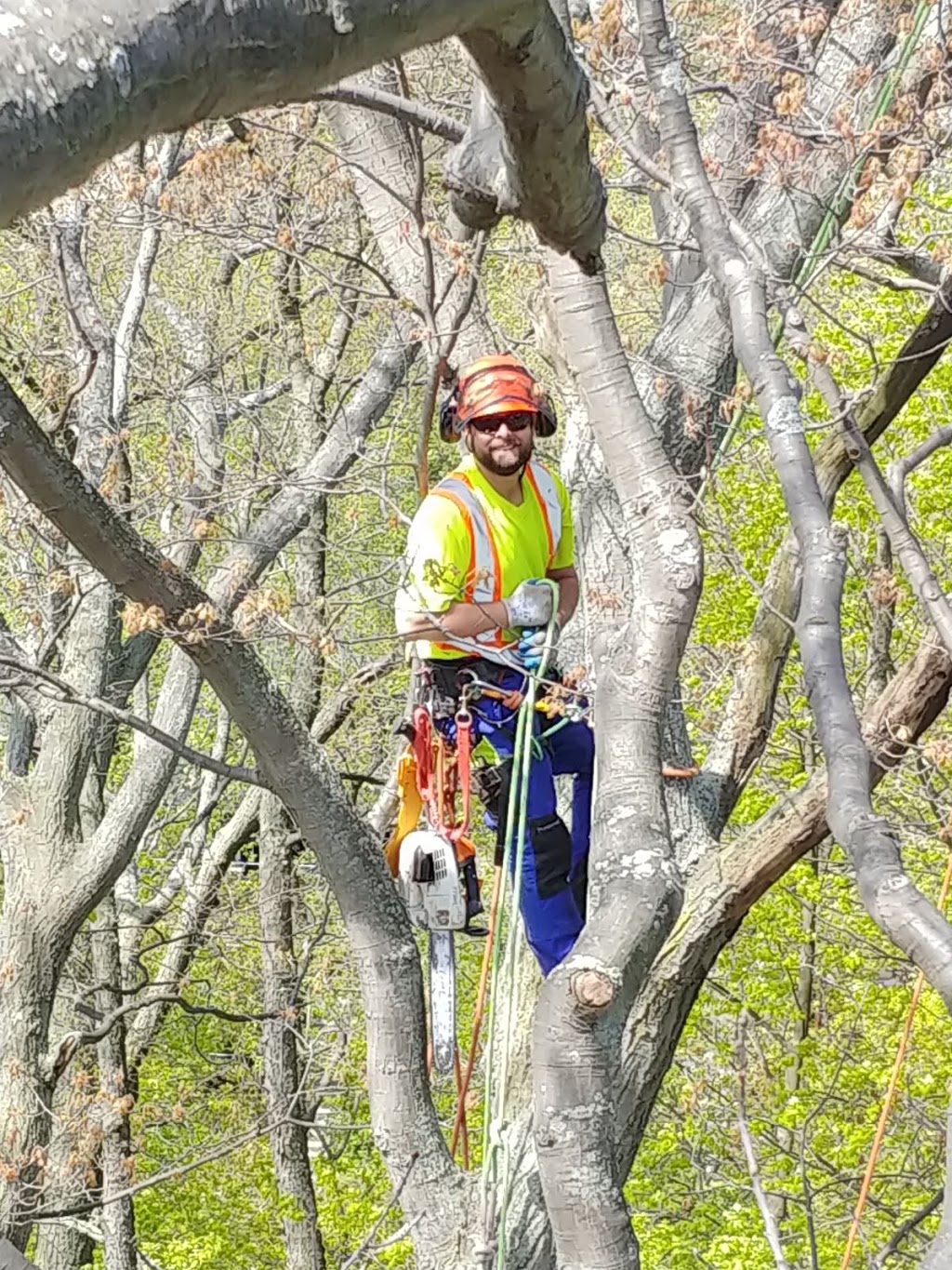 Branch Manager Tree Care | 1825 Park Ln, Innisfil, ON L9S 2W3, Canada | Phone: (705) 915-1095