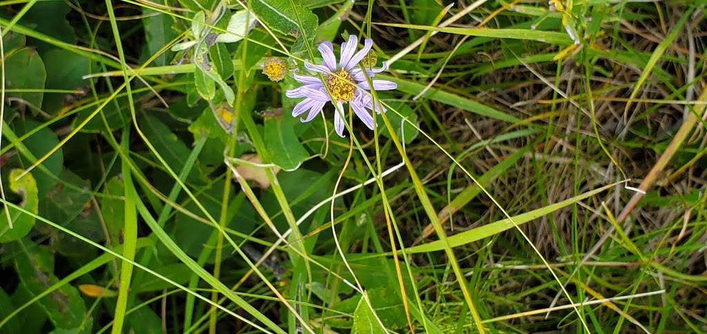 Prairie Tall Grass | Stuartburn, MB R0A 2E0, Canada | Phone: (204) 943-9029