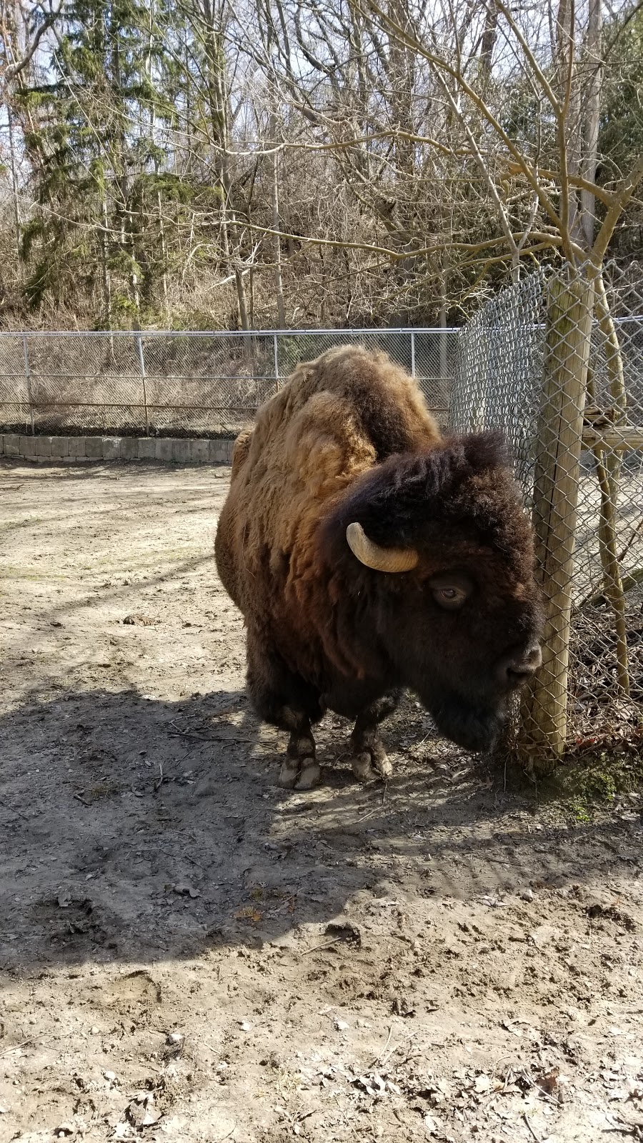 High Park Zoo | Toronto, ON M6R, Canada | Phone: (416) 338-4386