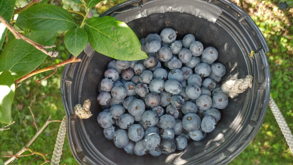 Powells Patch Blueberries | 37 Gilbert Rd, Simcoe, ON N3Y 4K2, Canada | Phone: (519) 428-1563