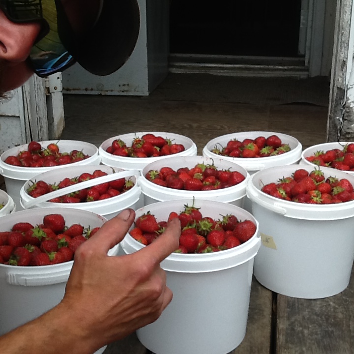 ROY & Son , Organic Strawberries & Potatoes Farm. | QC-204, Sainte-Justine, QC G0R 1Y0, Canada | Phone: (418) 383-3467