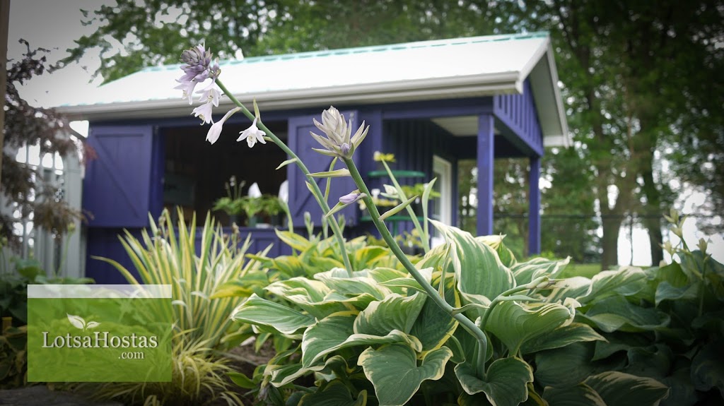 Lotsa Hostas | 15 Orkney Rd, Lynden, ON L0R 1T0, Canada | Phone: (519) 647-2815