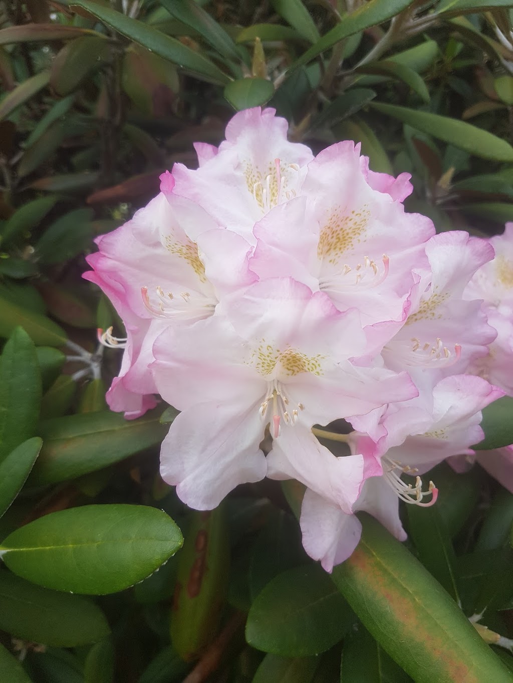 Leslie Hancock Garden Of Rhododendrons | Rosemont-La Petite-Patrie, Montreal, QC H1X 2B2, Canada