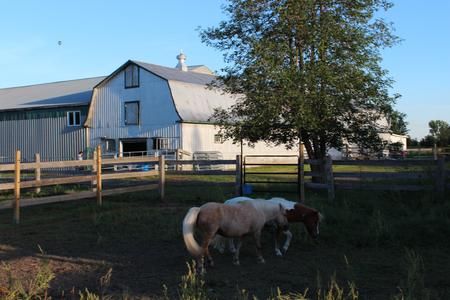 Farm Fantasia | 224 Chemin des Patriotes E, Saint-Jean-sur-Richelieu, QC J2X 4J3, Canada | Phone: (450) 358-5919