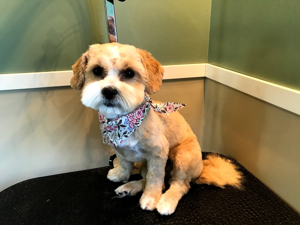 Wags To Riches Dog Grooming | 15 Harris Ave, Friedensruh, MB R6W 4A1, Canada | Phone: (204) 331-1608
