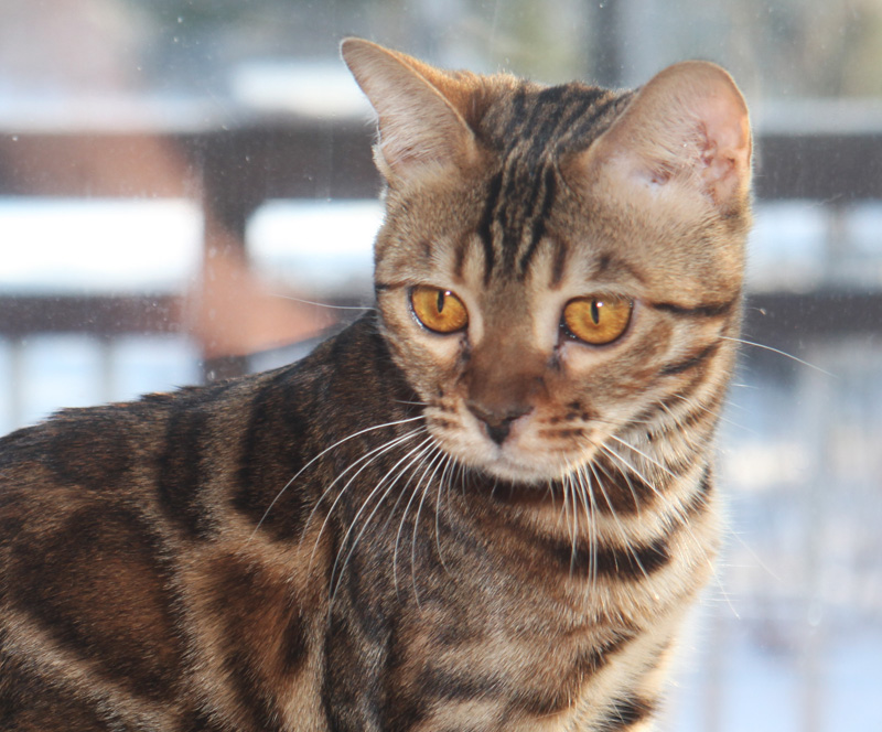 Iconic Bengals cat breeder | 9896 Road 38, Godfrey, ON K0H 1T0, Canada | Phone: (416) 712-6154