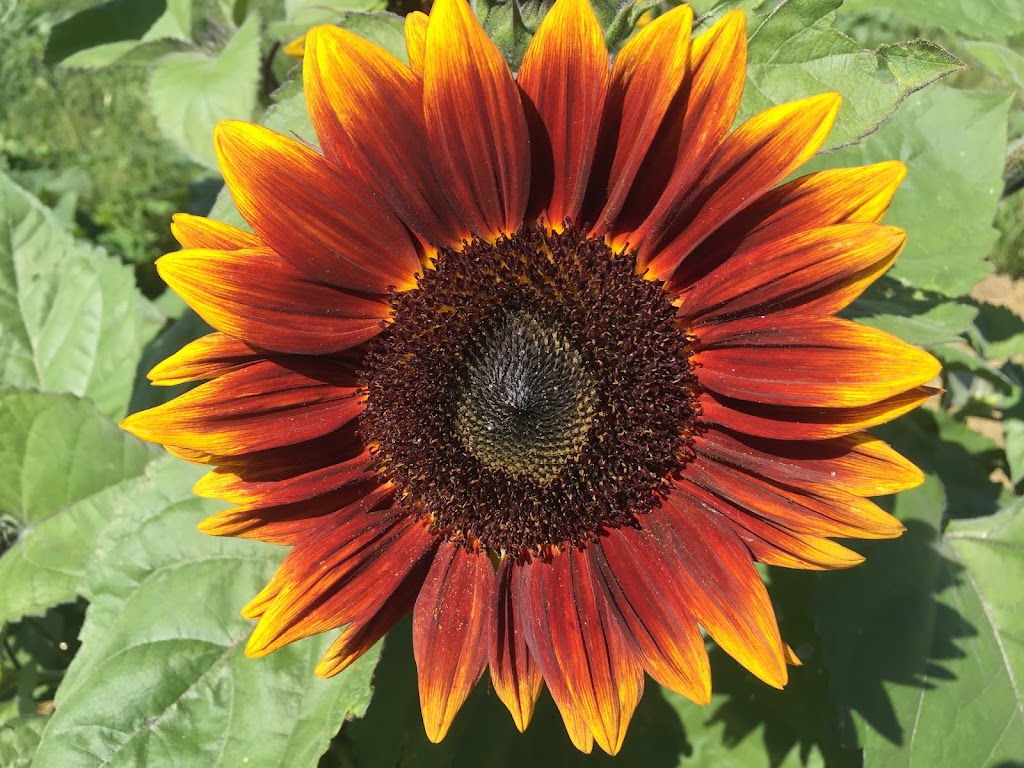 The Little Sunflower Farm | 347 Lindsay St S, Lindsay, ON K9V 4R4, Canada | Phone: (416) 316-9543