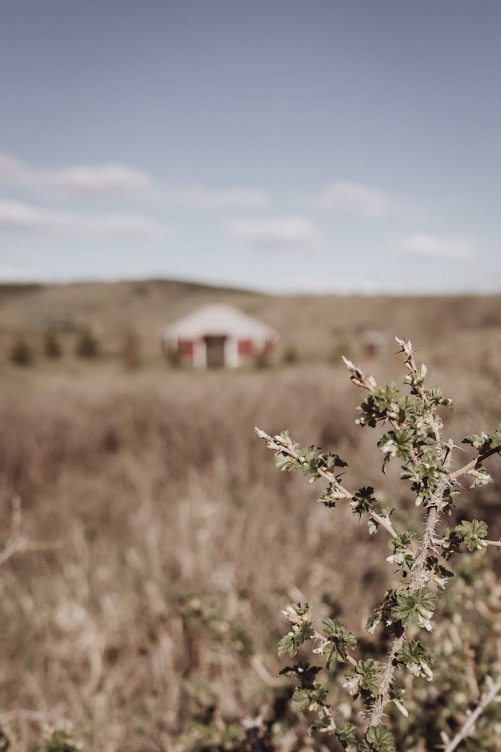 The Yurt | Driveway splits, stay right, 254065 Towers Trail, Cochrane, AB T4C 2A3, Canada | Phone: (403) 969-3700