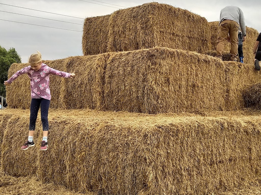 Allsop Farm Pumpkins & More | 195 Road 3 E, Kingsville, ON N9Y 2E5, Canada | Phone: (519) 733-2896