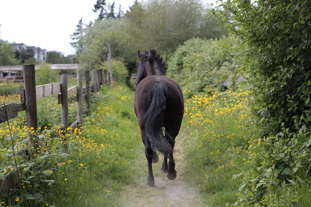 Red Colt Equestrian Farm Co-op | 12320 No 2 Rd, Richmond, BC V7E 2G1, Canada | Phone: (778) 772-3553