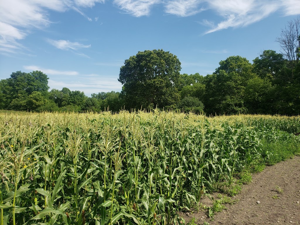 Pondlane Produce | 402 King St W, Ingersoll, ON N5C 3J7, Canada | Phone: (519) 497-1820