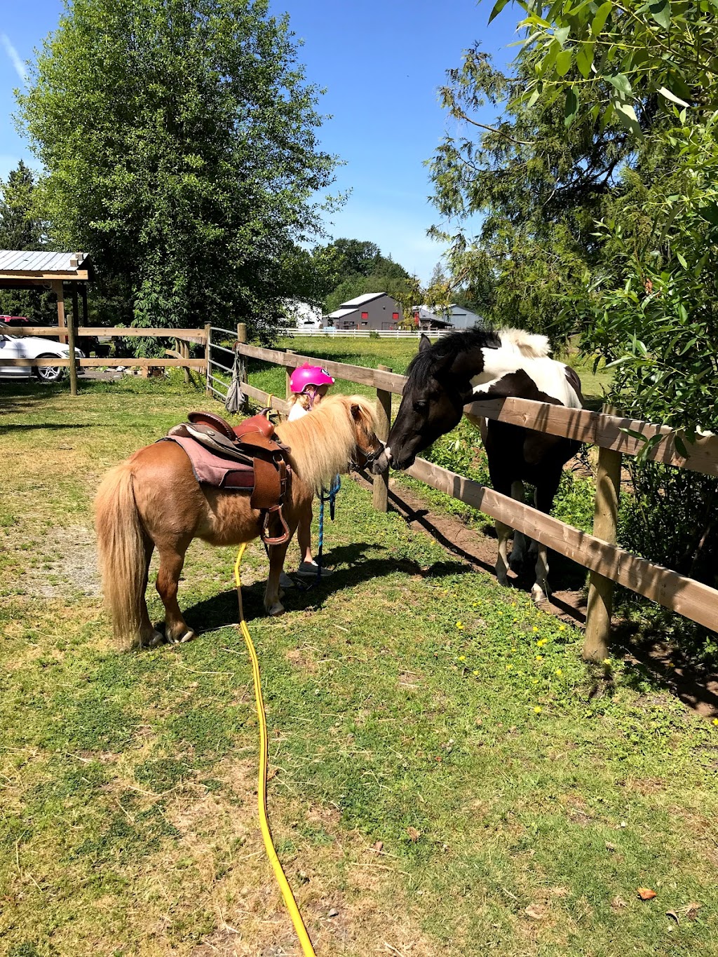 Rent a pony | 4610 190 St, Surrey, BC V3Z 1B2, Canada | Phone: (604) 928-7148