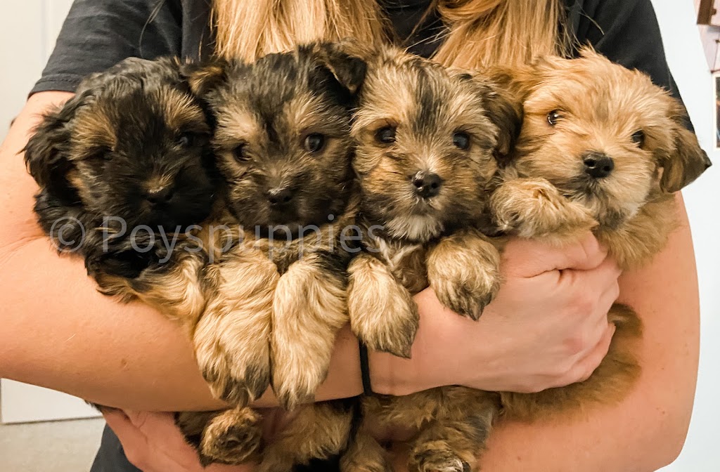 Poys Puppies | 522 25 St, Fort Macleod, AB T0L 0Z0, Canada | Phone: (403) 849-7514