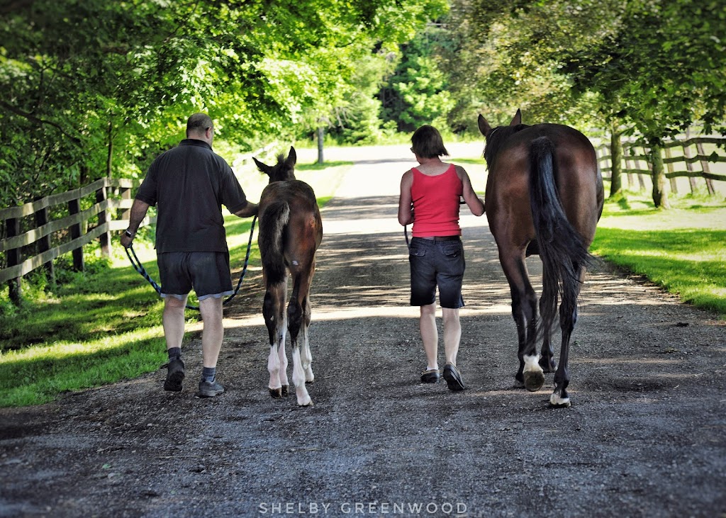 Blue Heron Equestrian | 1880 Concession 4 W, Troy, ON L0R 2B0, Canada | Phone: (905) 717-5027