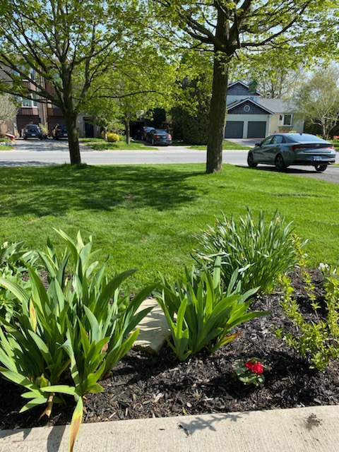 Renew-a-lawn Kingston | 67 Cameron St, Kingston, ON K7K 4R9, Canada | Phone: (613) 552-4955