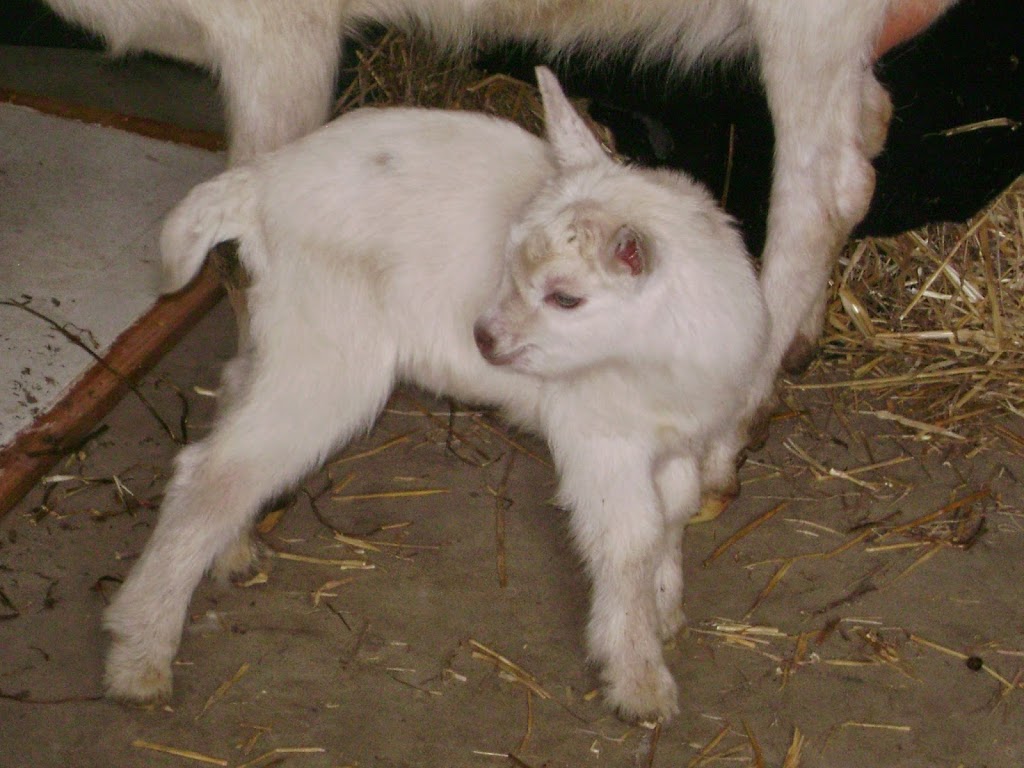 Vu-Shorgo Ltd. (Heaven on Earth) A community living farm | 957 East West Rd, Pelee Island, ON N0R 1M0, Canada | Phone: (519) 990-6961