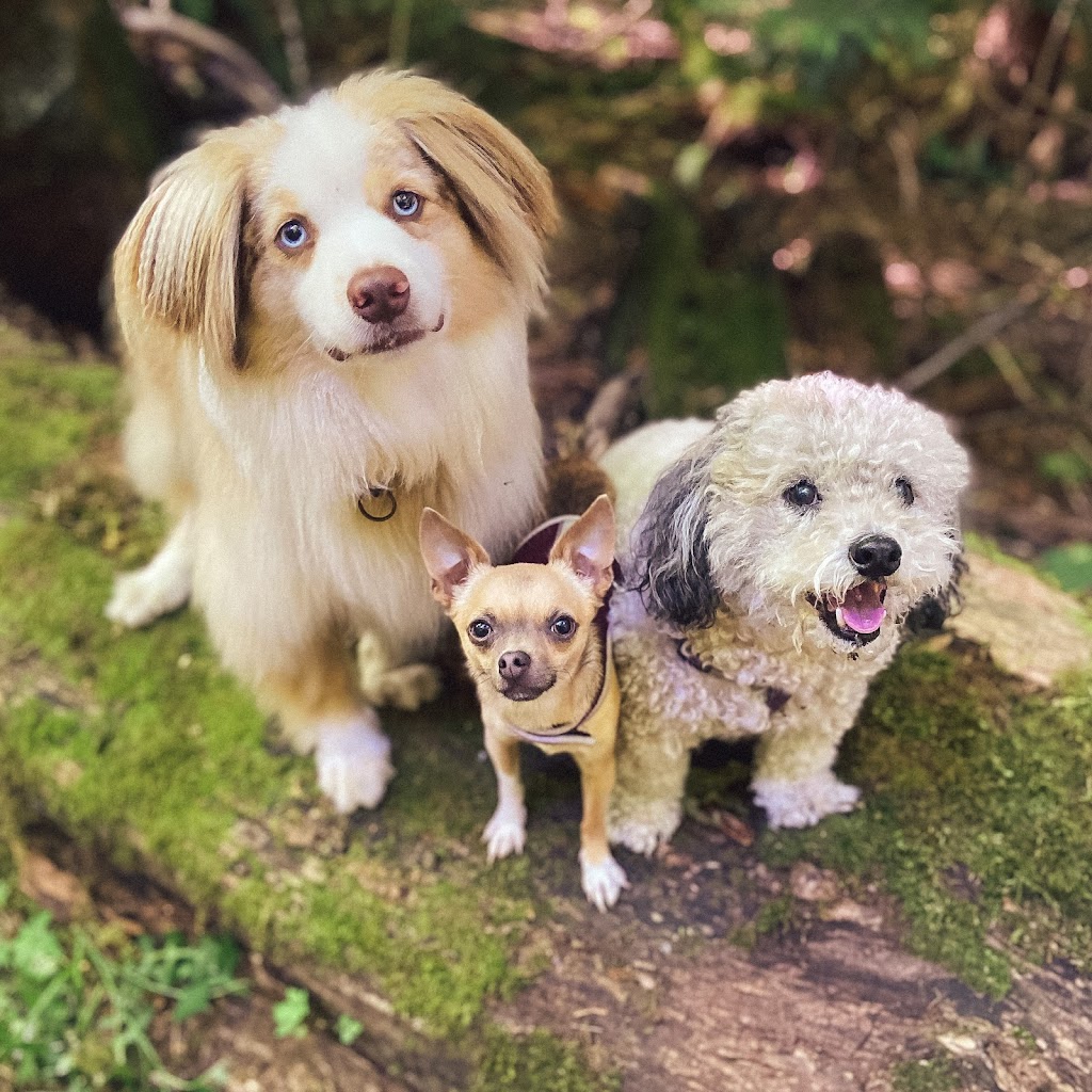 Nugget and Friends Dog Walking & Pet Services | 951 Doumac Ave, Victoria, BC V8Y 1M5, Canada | Phone: (250) 886-8199