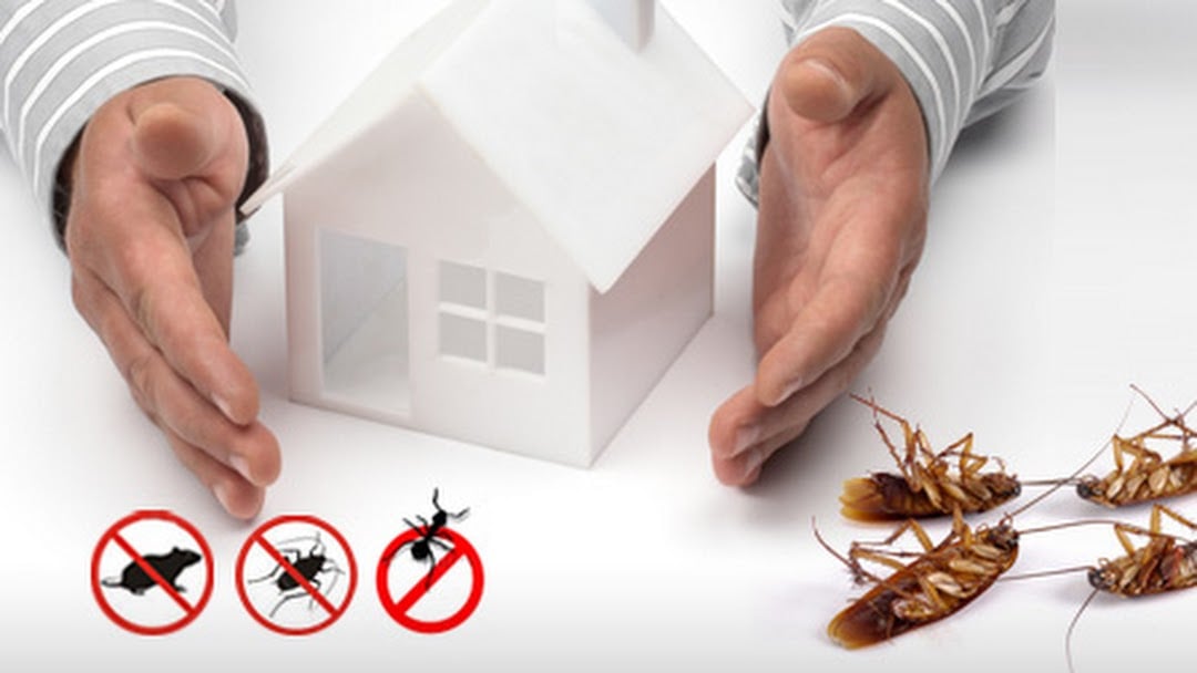 Effective Pest Control | 4405 e Green Poplar Lane, Regina, SK S4V 3H5, Canada | Phone: (306) 209-4075