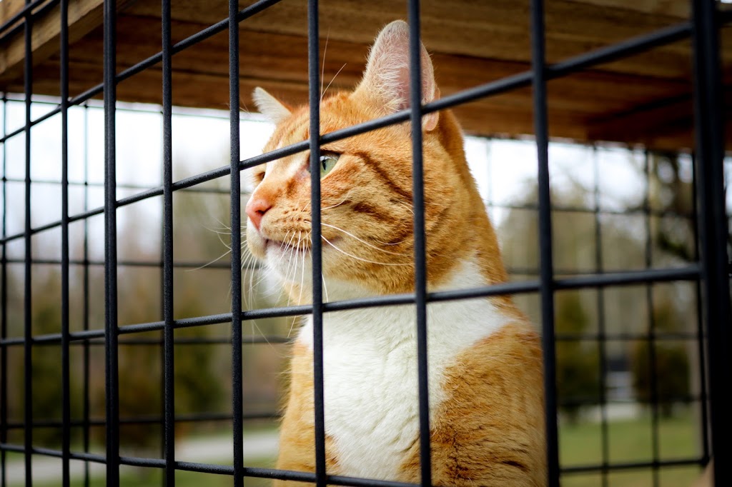 Purrfect Cabins | 25040 16 Ave, Aldergrove, BC V4W 2R6, Canada | Phone: (778) 242-9595