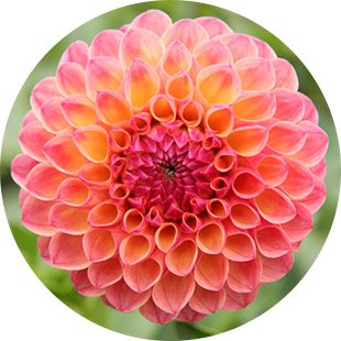 Flamborough Flowers LTD | 906 6th Concession West, Millgrove, ON L8B 1M9, Canada | Phone: (289) 439-3084