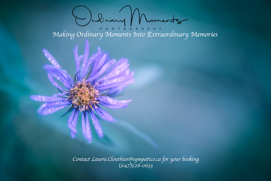 Ordinary Moments Photography | Schomberg, ON L0G 1T0, Canada | Phone: (647) 528-0633