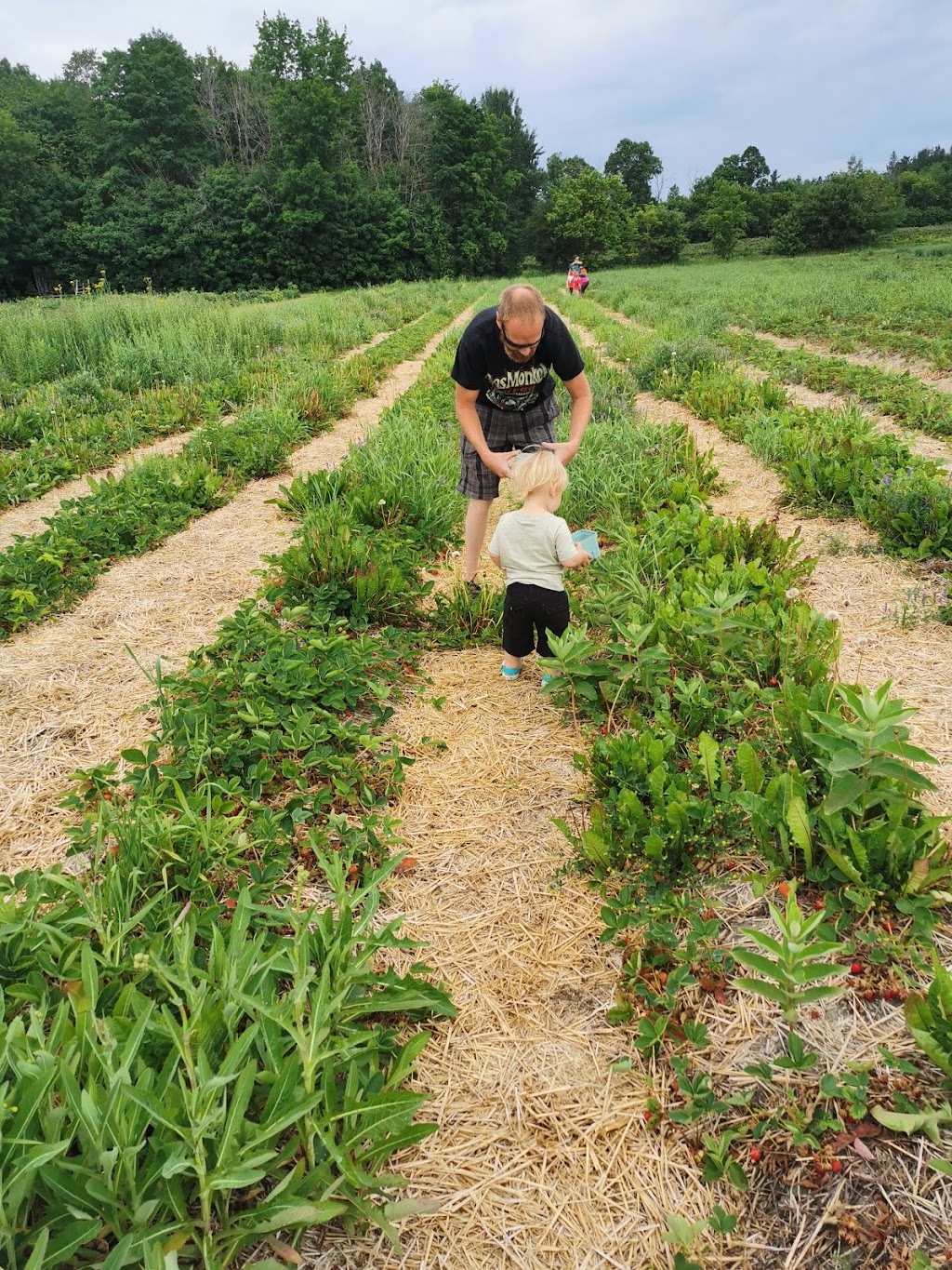 Proulx Maple & Berry Farm | 1865 OToole Rd, Cumberland, ON K4C 1N2, Canada | Phone: (613) 833-2417