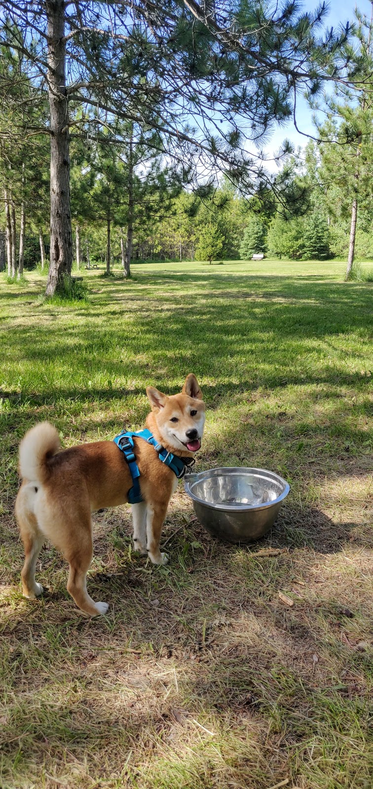 Scanlon Creek Bark Park | Bradford West Gwillimbury, ON L0G 1R0, Canada | Phone: (905) 775-5366 ext. 1702