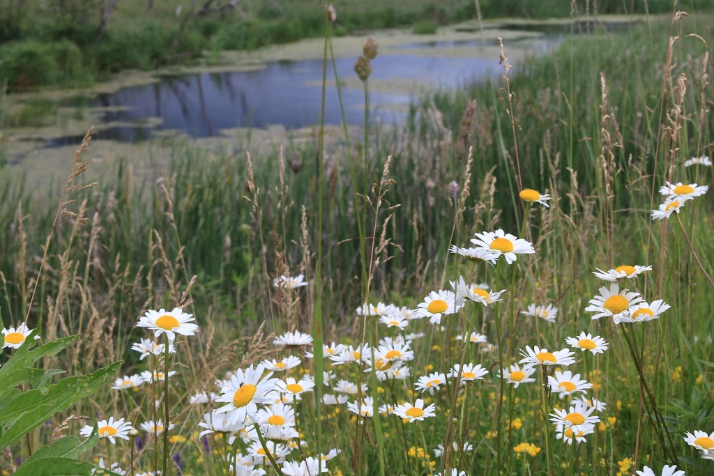 Wetland, River | 301-445 Golf Course Rd, Janetville, ON L0B 1K0, Canada