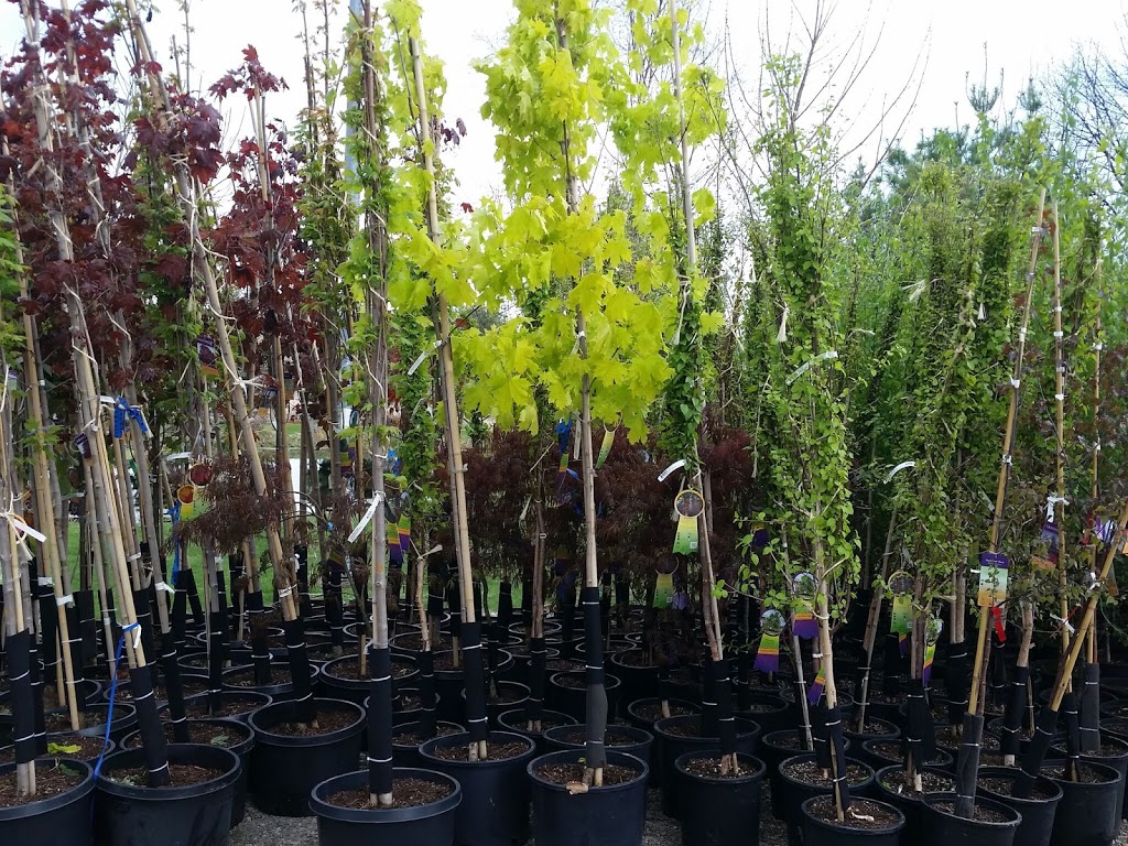 Alcock Nurseries Ltd | 367 Dundee Crescent, Campbellcroft, ON L0A 1B0, Canada | Phone: (905) 269-1170