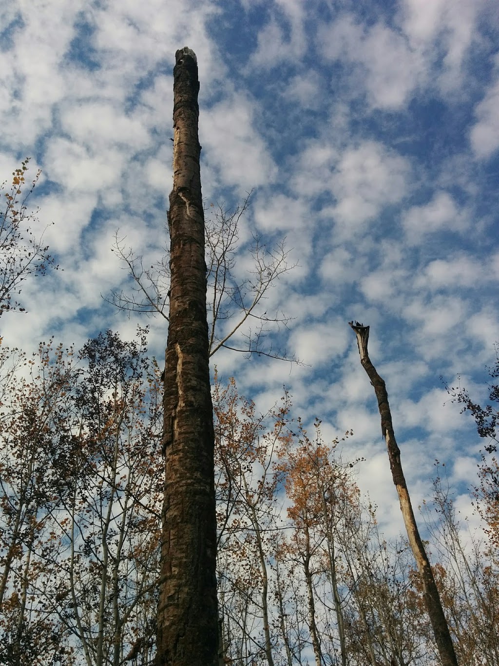 Beaver Pond Trailhead # 7 | Improvement District No. 13, AB T8L 4B6, Canada | Phone: (780) 922-5790