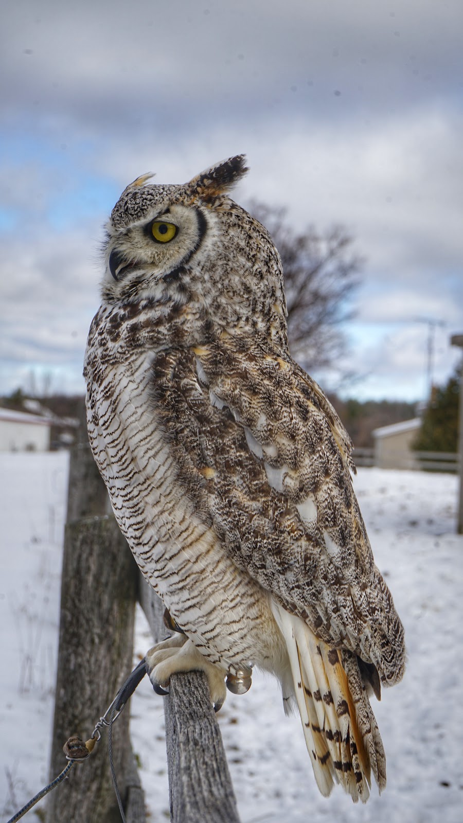 Hawkeye Bird and Animal Control & Falconry Experience North York | 1 Hycrest Ave #602, North York, ON M2N 6V8, Canada | Phone: (416) 429-5393