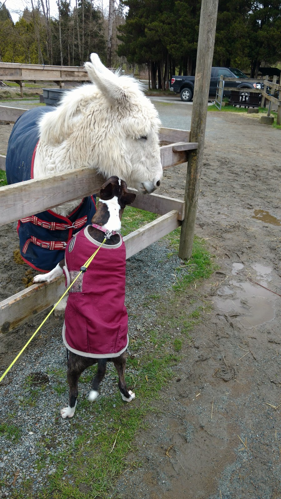 Langley 204 Horseback Riding | 543 204 St, Langley City, BC V2Z 1V5, Canada | Phone: (604) 533-7978