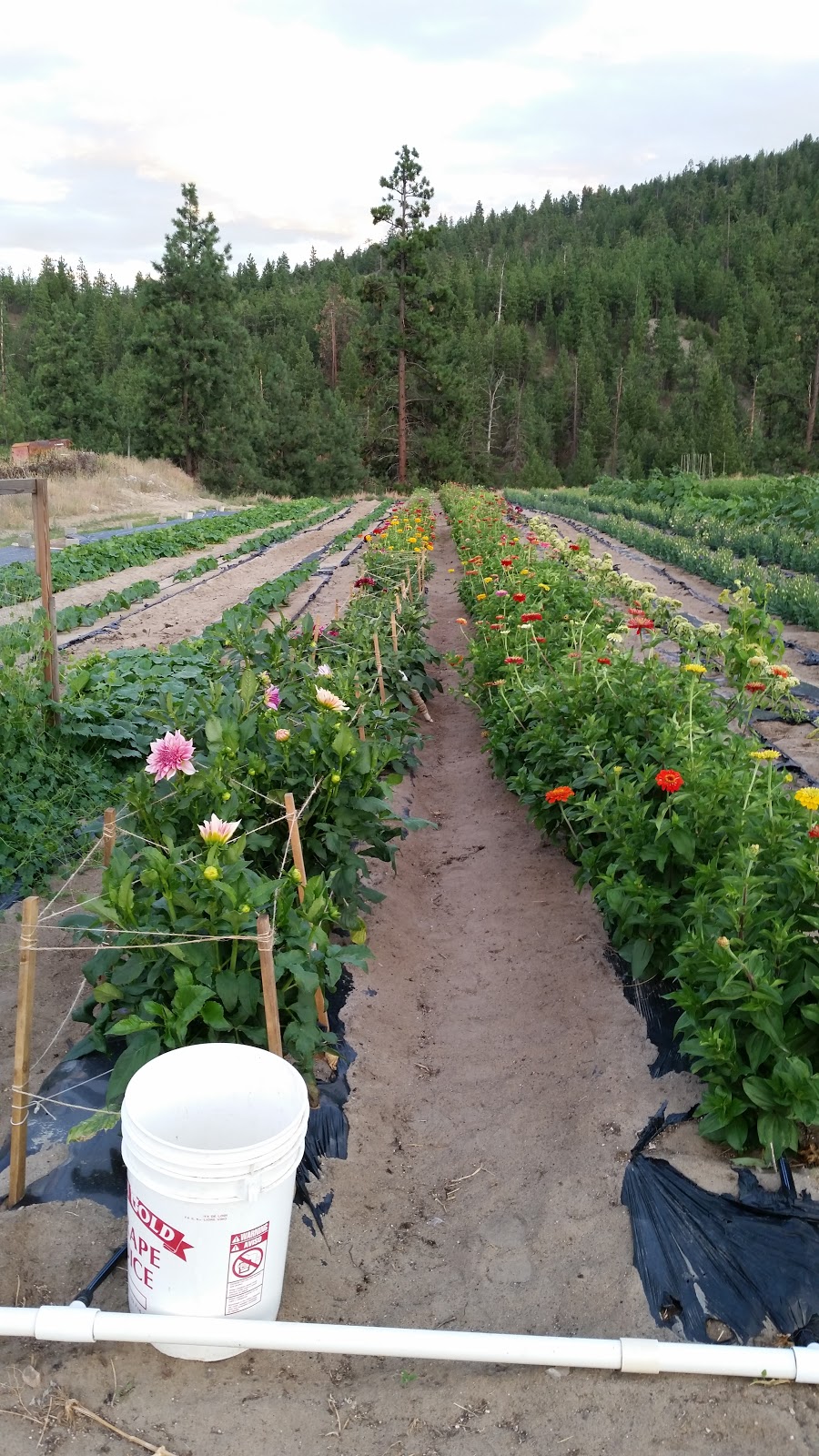 Summerland Greenhouses Ltd | 6711 Canyon View Rd, Summerland, BC V0H 1Z7, Canada | Phone: (250) 494-9441