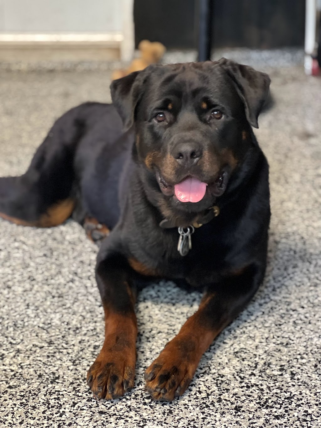 Rottweiler Vom Meer | 305 Mnt du Ruisseau Norton, Sainte-Clotilde-de-Châteauguay, QC J0L 1W0, Canada | Phone: (514) 775-4592