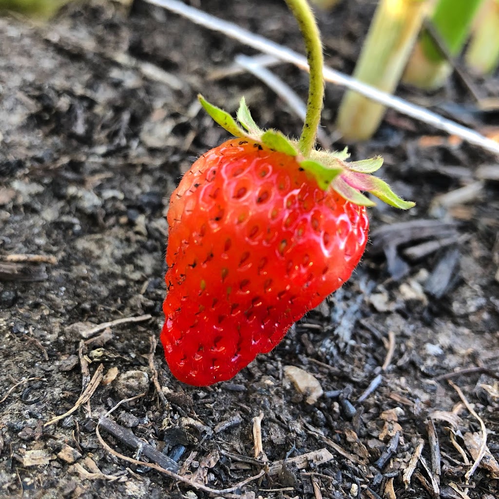 Amherst Park Community Garden | 2030 Amherst Heights Ct, Burlington, ON L7P 4R6, Canada