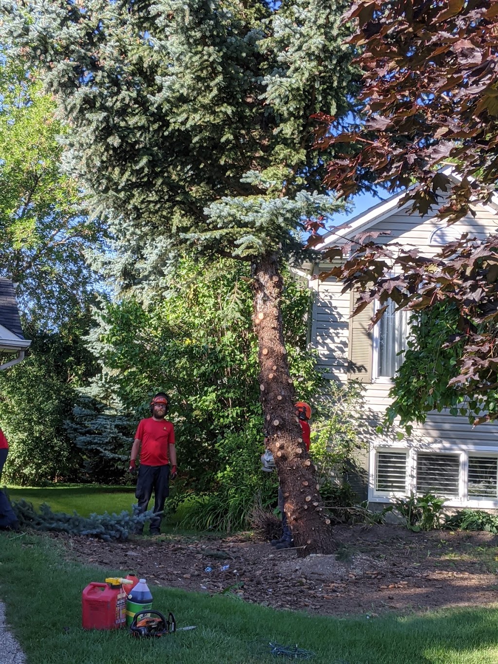 Arborstrong Tree Service | 2402 Concession, ON-6, Collingwood, ON L9Y 3Z1, Canada | Phone: (705) 351-8733