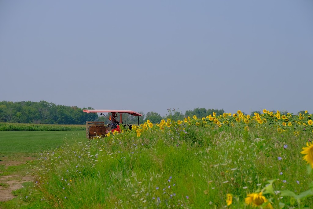 Sunflower Fields of Markham | 10378 ON-48, Markham, ON L3P 3J3, Canada | Phone: (416) 859-6159