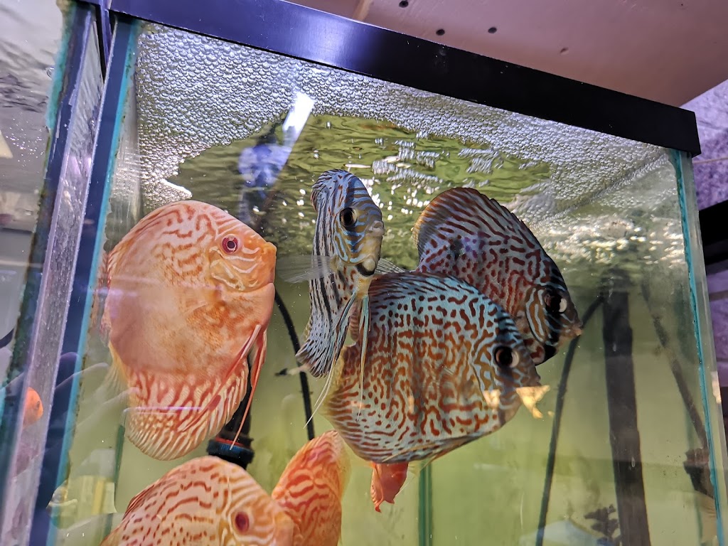 Gold Aquariums | 4710 17 Ave SE J, Calgary, AB T2A 0V1, Canada | Phone: (403) 273-5567