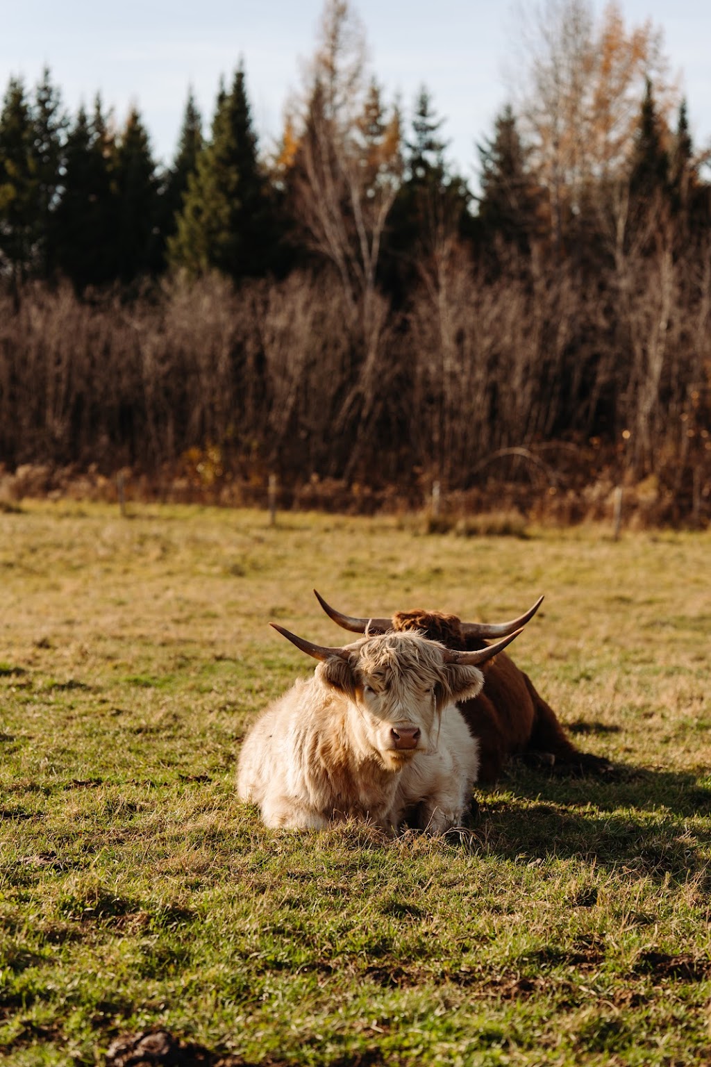 Ferme BMJD | 235 Chem. Maricourt, Racine, QC J0E 1Y0, Canada | Phone: (514) 618-1950