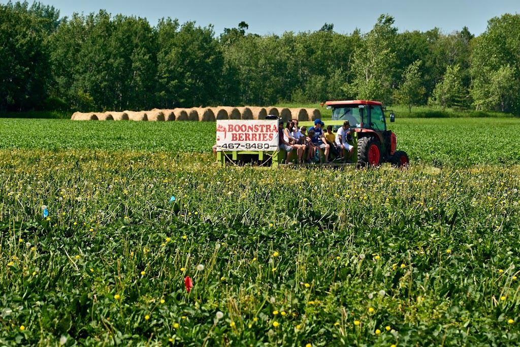 Boonstra Farms - call for hours | 76135 Road 8E 1 km west of #7 hwy on # 67 hwy, 76135 Rd 8E, Stonewall, MB R0C 2Z0, Canada | Phone: (204) 467-8480