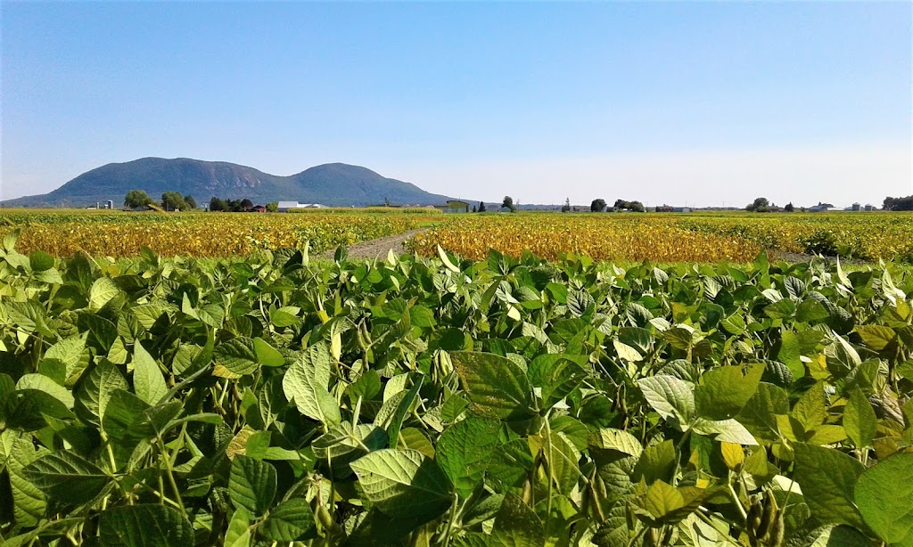 Centre de recherche sur les grains (CÉROM) | 740 Chem. Trudeau, Saint-Mathieu-de-Beloeil, QC J3G 0E2, Canada | Phone: (450) 464-2715