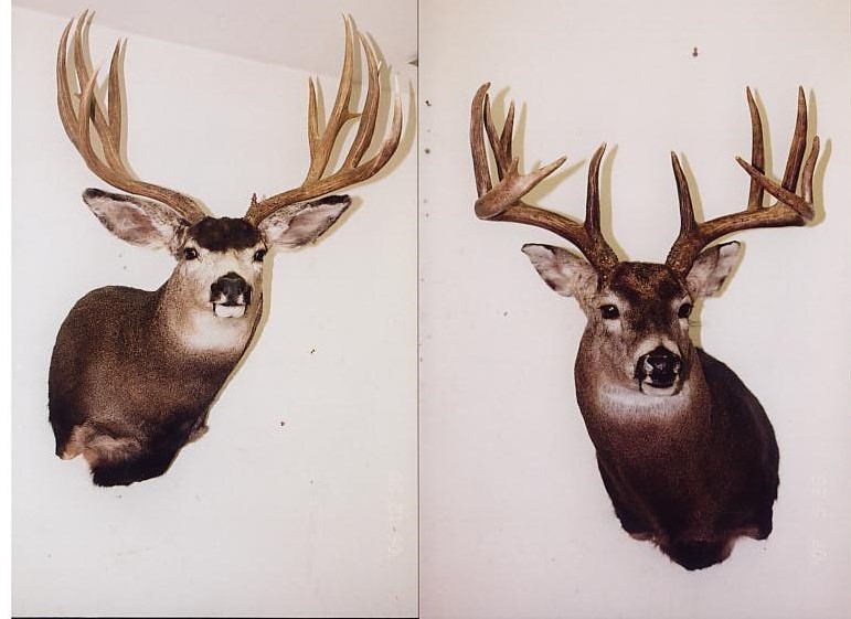 Hunters Taxidermy | 39048 Range Road 22 - 0, Erskine, AB T0C 1G0, Canada | Phone: (403) 352-7030