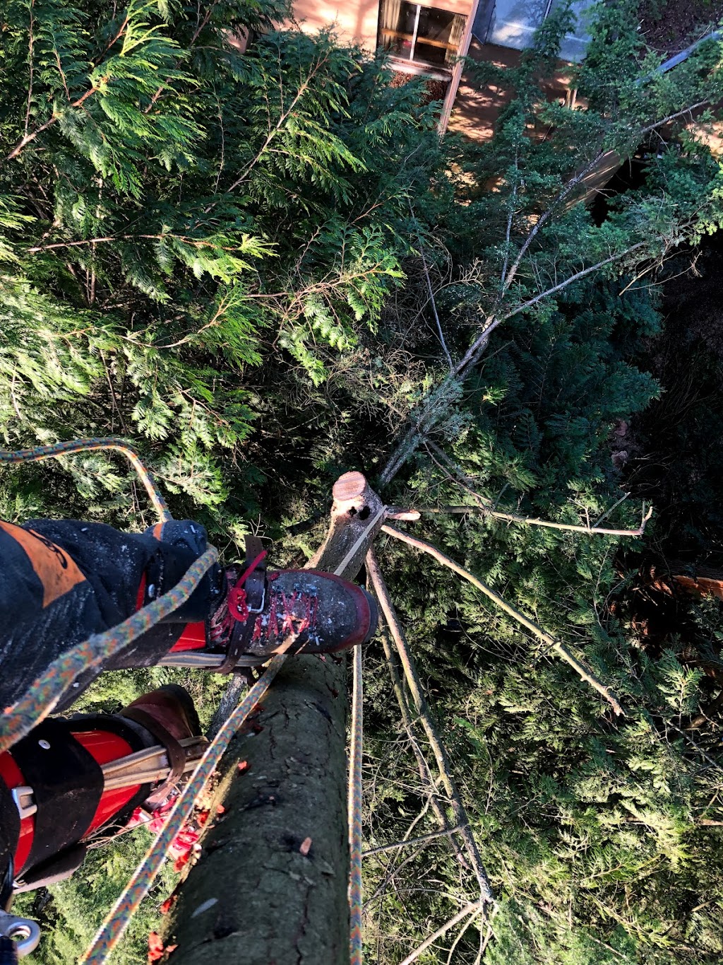 The Crooked Tree Arborist | 11910 57 St NW, Edmonton, AB T8A 1Z2, Canada | Phone: (780) 993-6239