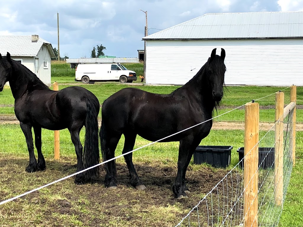 Baroque Friesian Ranch | Site 114 comp 20 RR 1, 4001 Ste Anne Trail, Alberta Beach, AB T0E 0A1, Canada | Phone: (403) 813-6691