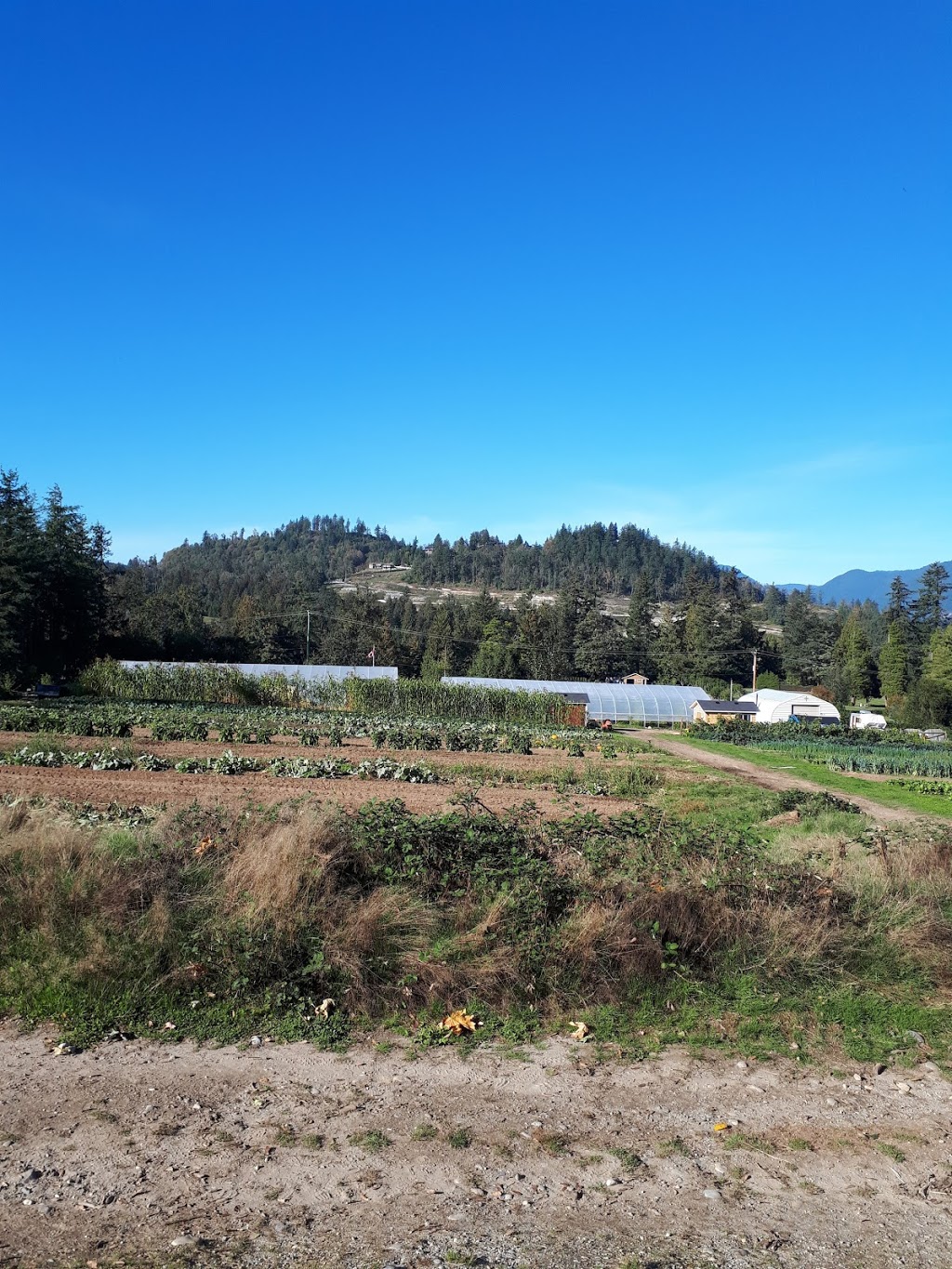 Emmas Acres | 34890 Cemetery Ave, Mission, BC V2V 6Y6, Canada | Phone: (604) 852-5514