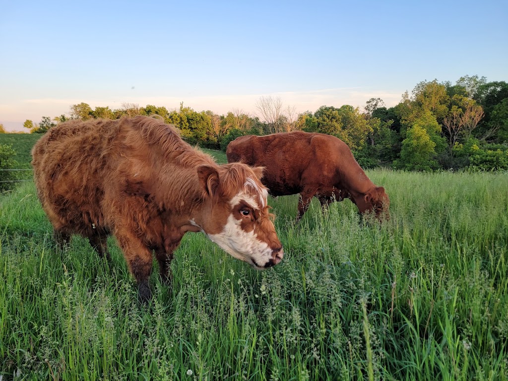 Grassy Ridge Farms | 7092 S Chippawa Rd, Wellandport, ON L0R 2J0, Canada | Phone: (905) 746-9635